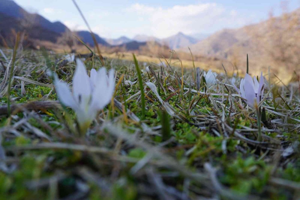 Kar yağmadı ancak kardelenler çiçek açtı