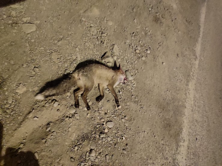 Tilkiye çarpan otomobil, kaldırıma çıktı: 4 yaralı