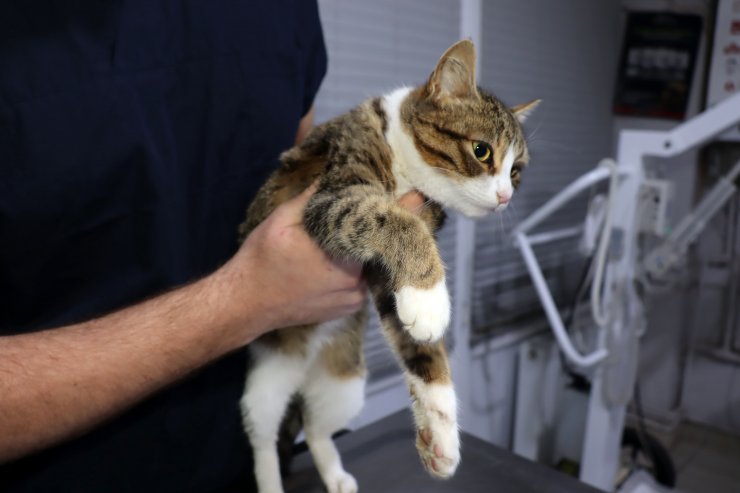 Bacağından havalı tüfekle vuruldu, topal kaldı