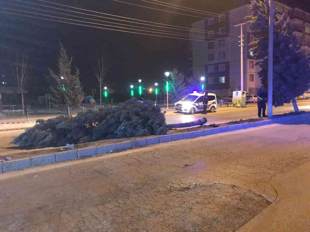 Konya’da şiddetli rüzgar etkili oldu, ağaçlar devrildi