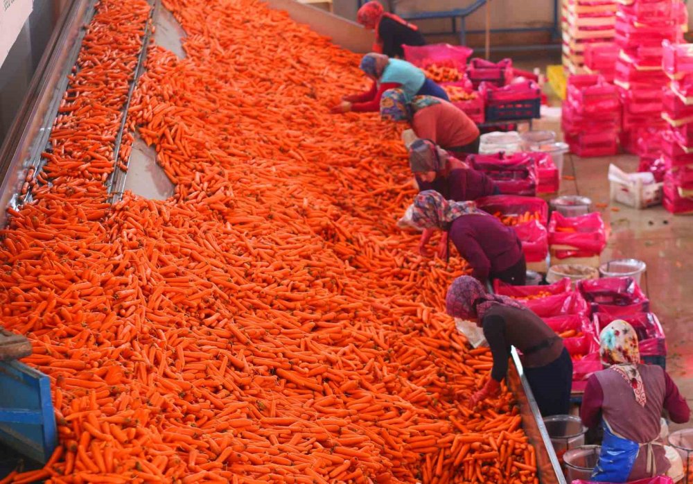 Günde 5 bin ton üretiliyor, Türkiye'nin yüzde 65'ini Konya karşılıyor!