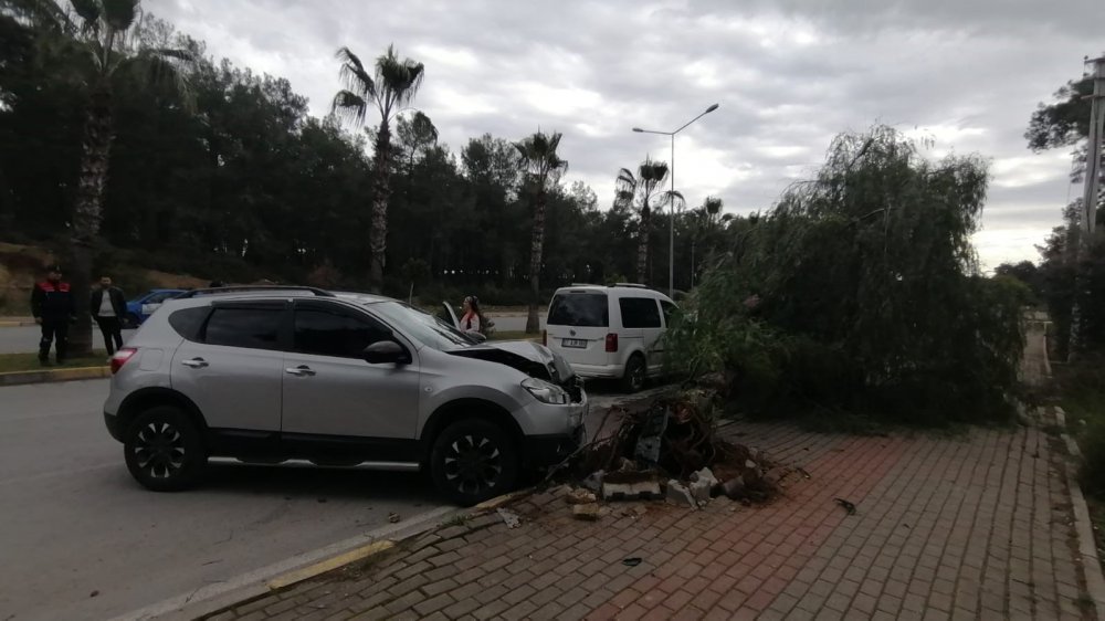 Kontrolden çıkan araç, ağacı yerinden söktü