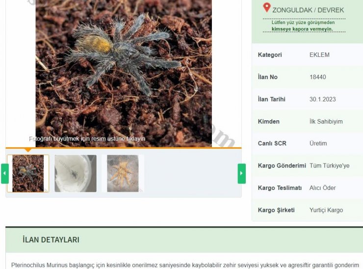 İnternetten tarantula satıyorlar;  26 bin 390 lira cezası var