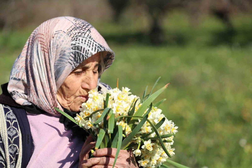 Nergis hasadı yüzleri güldürdü