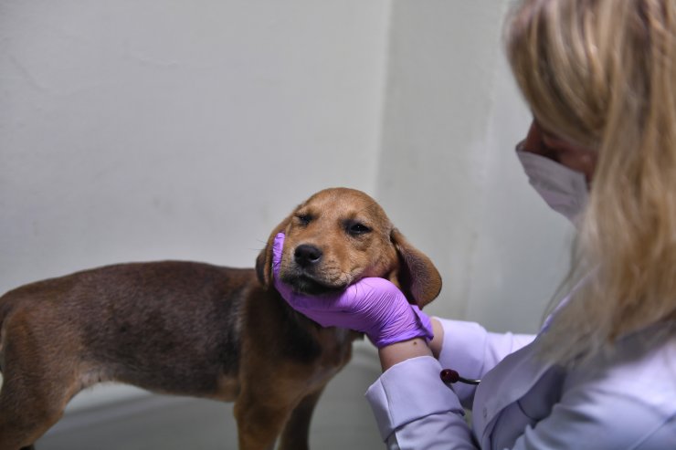 Osmanlı döneminde kuruldu, 200 yıldır hayvanlara şifa oluyor