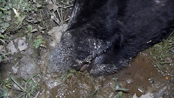 Yol kenarında 4 büyükbaş ölü bulundu; zehirlenme ya da şarbon şüphesi