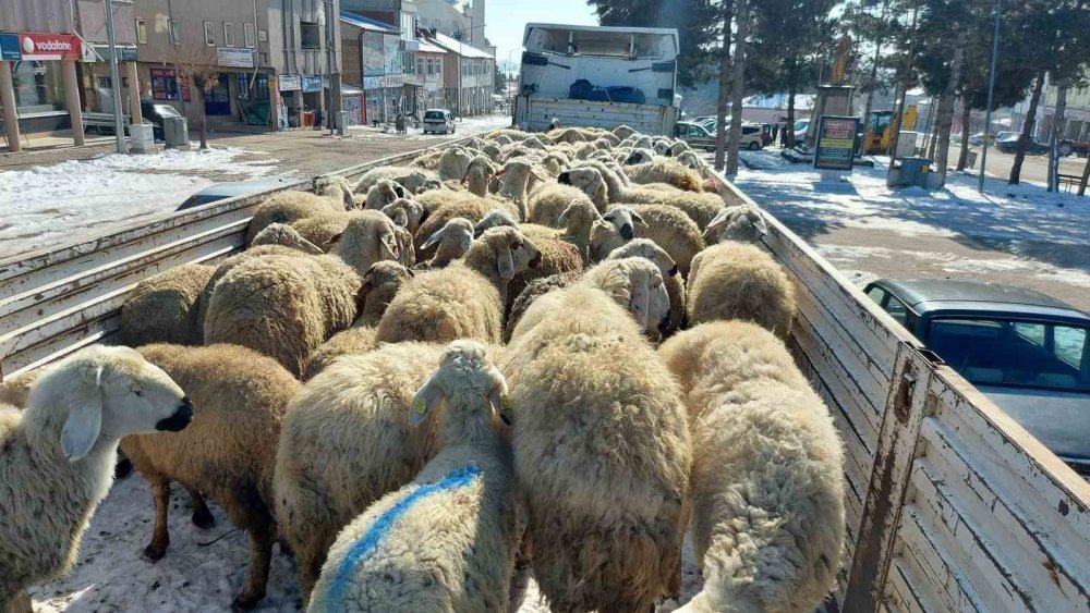 Depremzedeler için hayvan kestirdiler