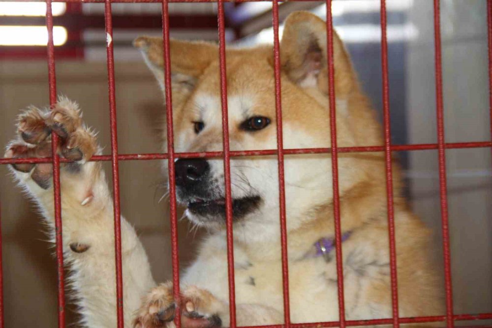 Depremde kurtarılan hayvanlara barınakta yeni hayat