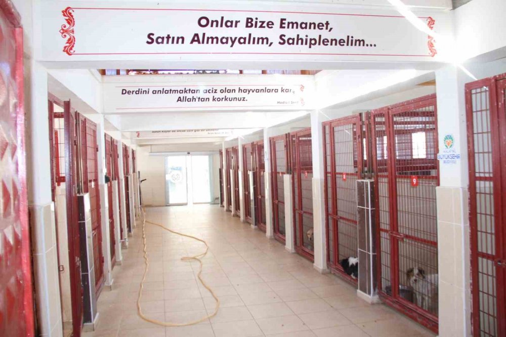 Depremde kurtarılan hayvanlara barınakta yeni hayat