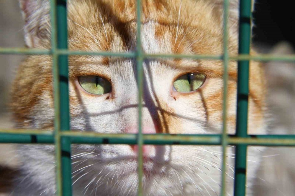 Depremde kurtarılan hayvanlara barınakta yeni hayat