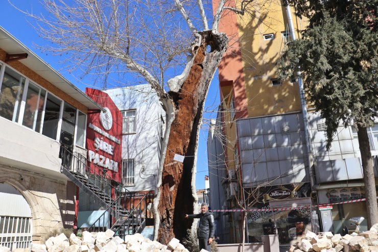 400 yıllık çınar ağacı, depremde yıkılmadı