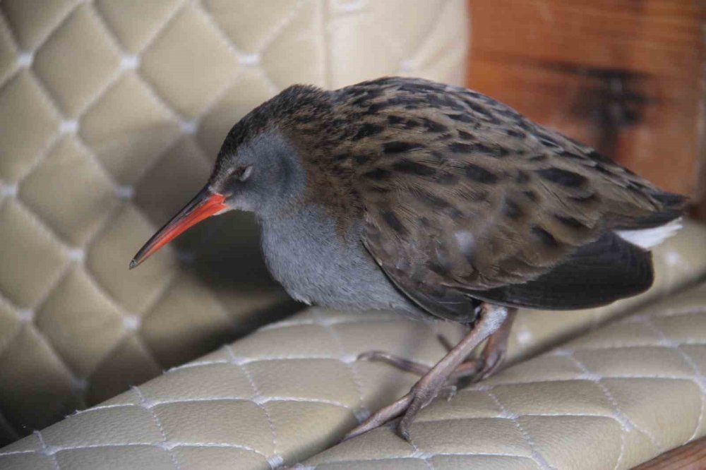 Konya'da limanda hareketsiz bulunan çulluk kuşuna balıkçılar sahip çıktı
