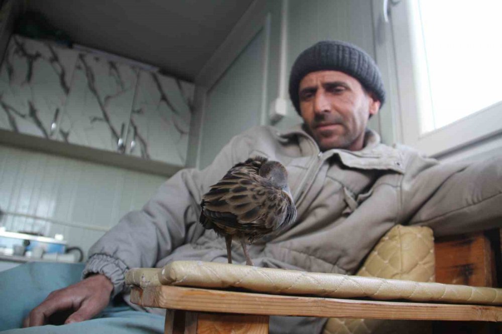 Konya'da limanda hareketsiz bulunan çulluk kuşuna balıkçılar sahip çıktı