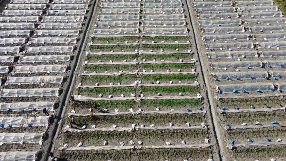 "İstanbul'da, Antalya'da, Konya'da kimse kalmamış"