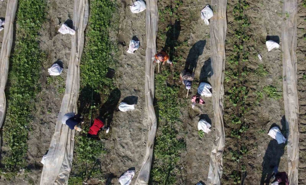 "İstanbul'da, Antalya'da, Konya'da kimse kalmamış"