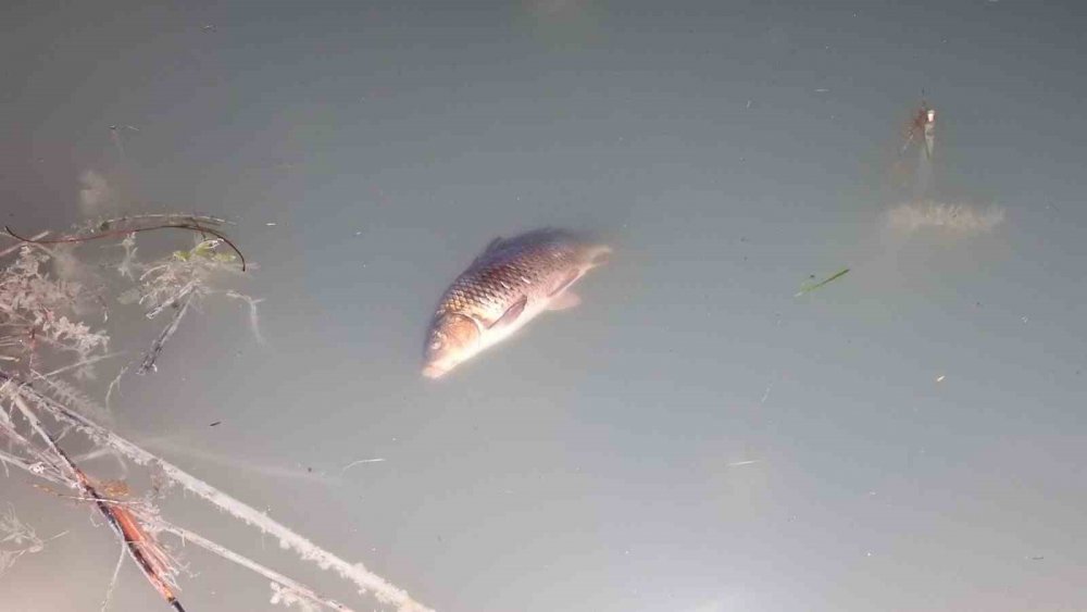 Konya’da elektroşokla balık avına ceza yağdı