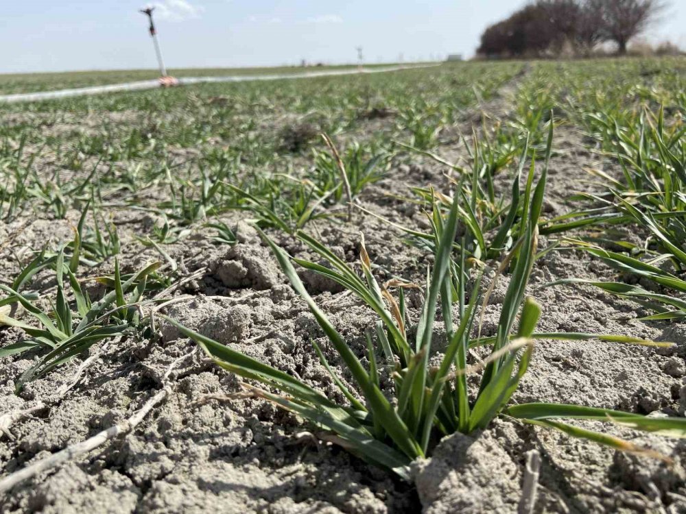 Konya için korkutan senaryo! Yarıdan fazla azaldı