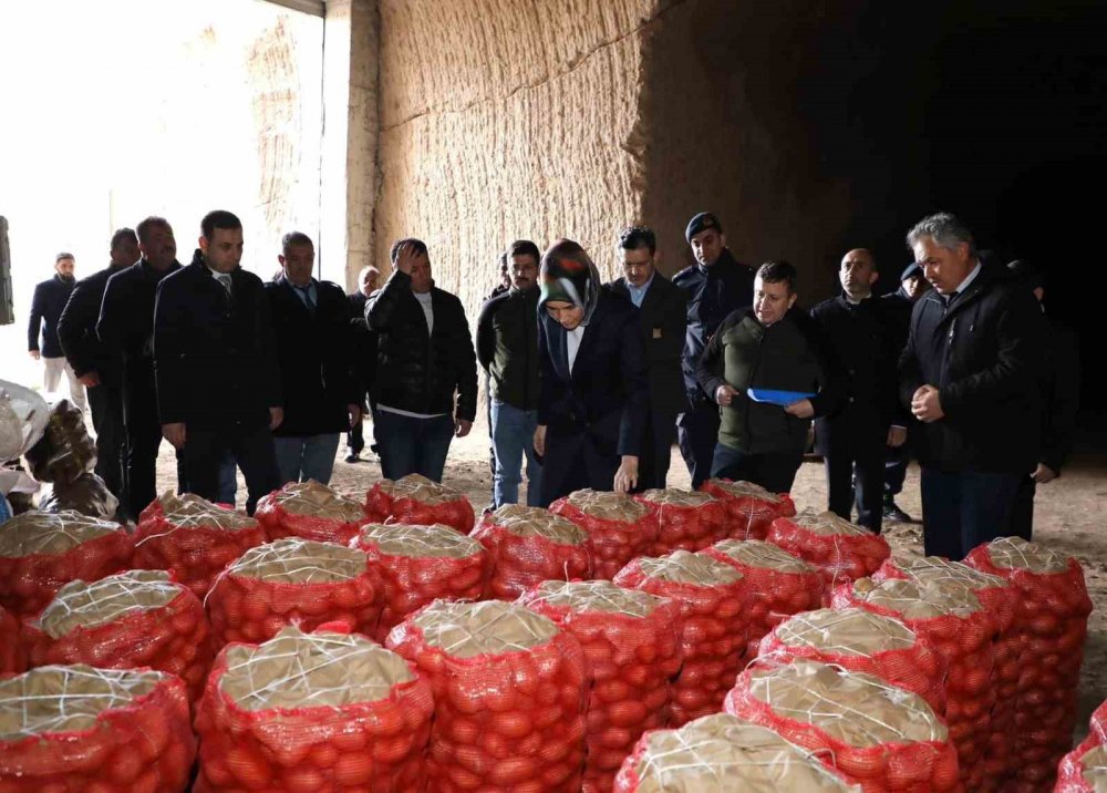 Patates doğal yöntemlerle 1 yıl saklanıyor