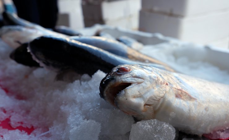 Türk somonunda kanserojen riski var mı?
