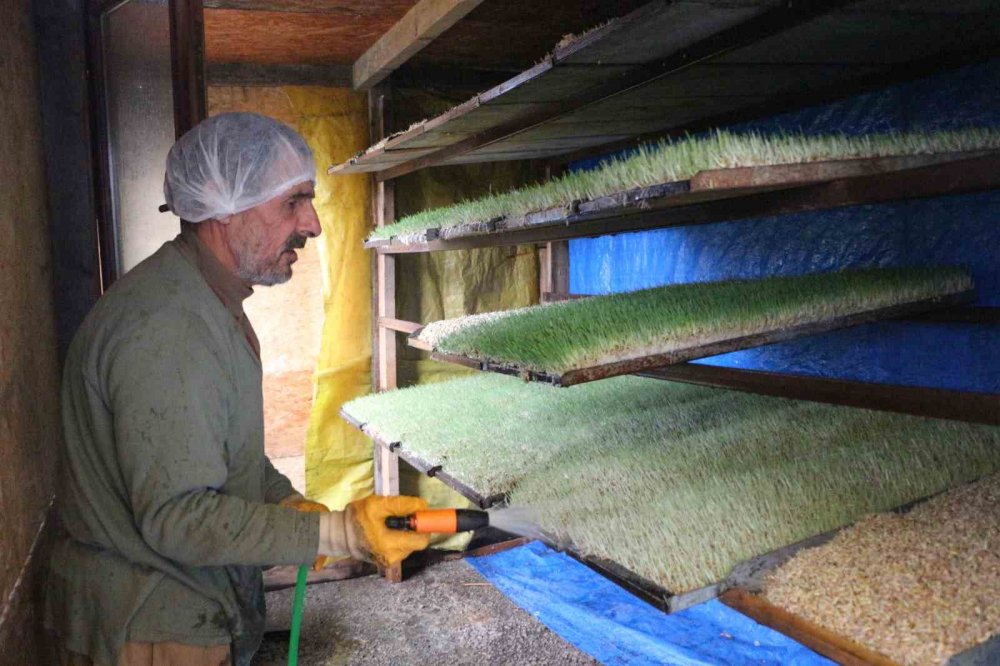 Emekli öğretmen 6 metrekarelik alanda hayvanları için yem üretiyor