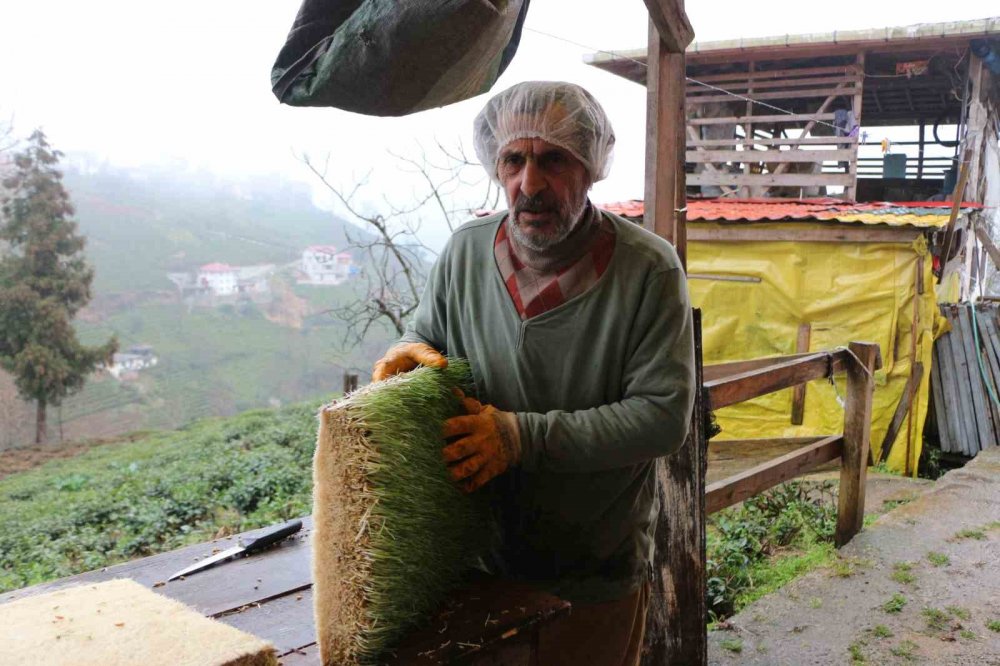 Emekli öğretmen 6 metrekarelik alanda hayvanları için yem üretiyor