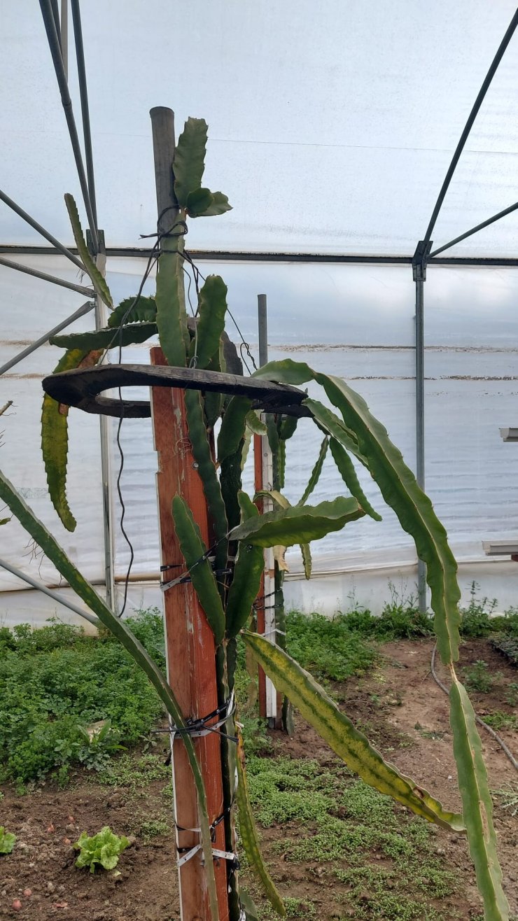 Karadeniz'de 'tropik meyve' üretimi