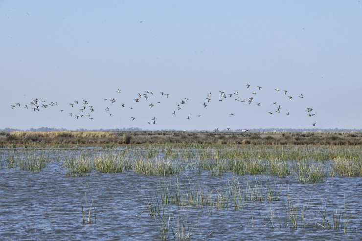 Küresel ısınma, kuşları etkiliyor