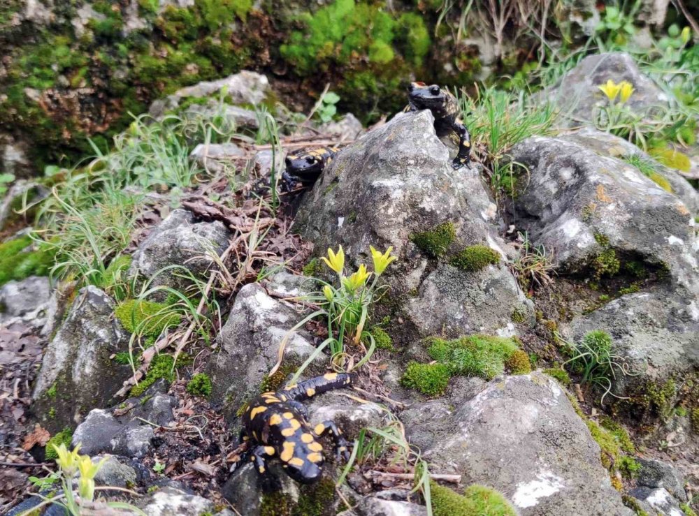 "Doğanın gizli kahramanları" iş başı yaptı