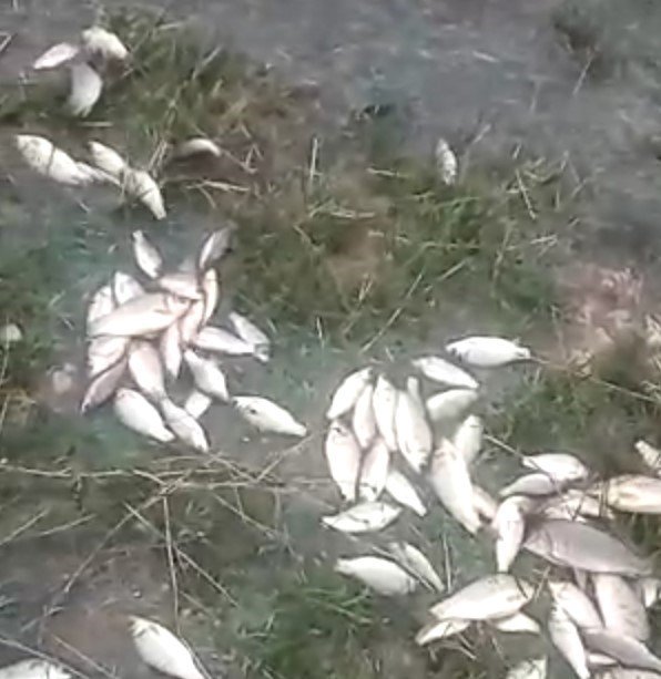 Malatya’da sel nedeniyle taşan göldeki balıklar karaya vurdu