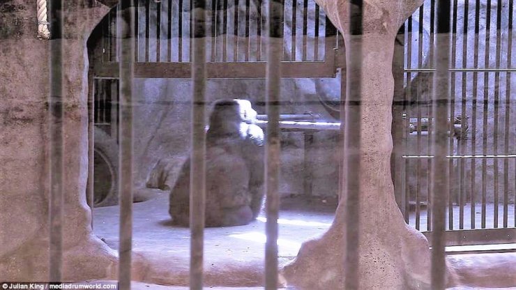 ‘Dünyanın en yalnız gorili’ için imza kampanyası