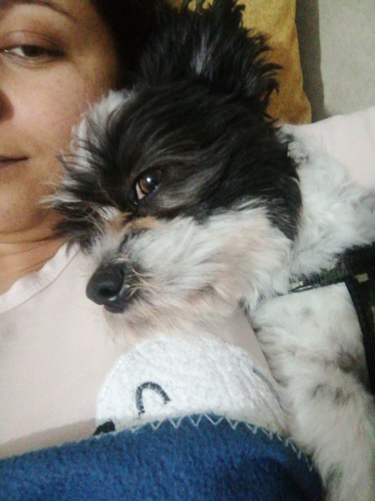 Apartmanda 4 saat 'pitbull esareti'