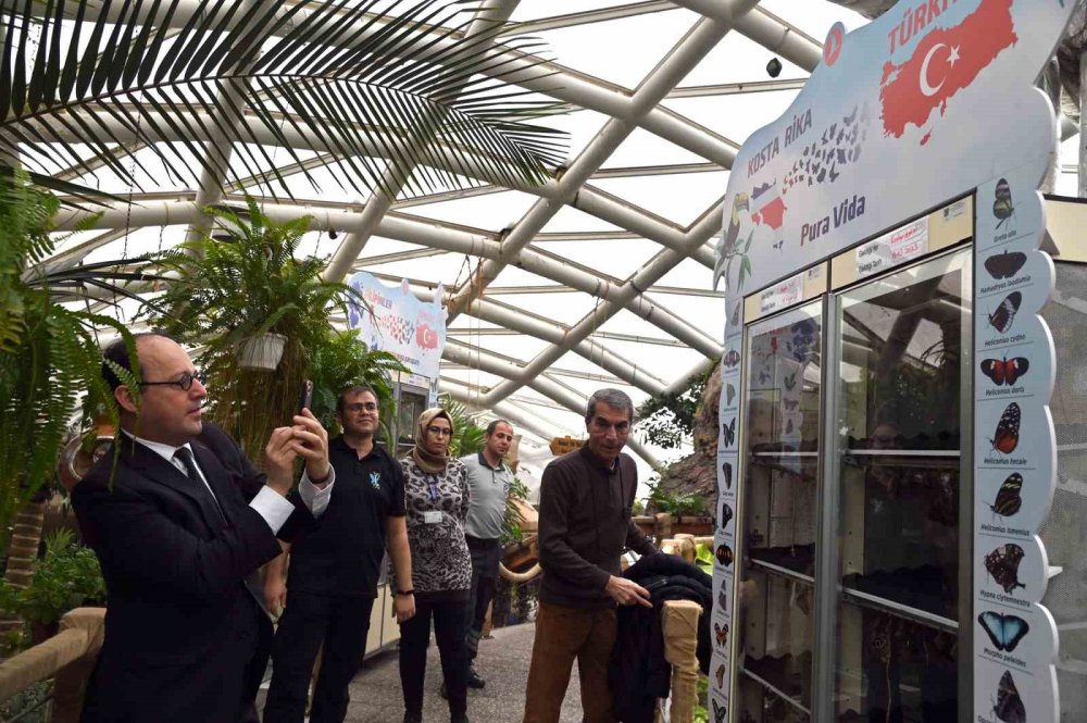 Panama’dan gelen kelebekler Konya Tropikal Kelebek Bahçesi’nde ilk uçuşlarını yaptı