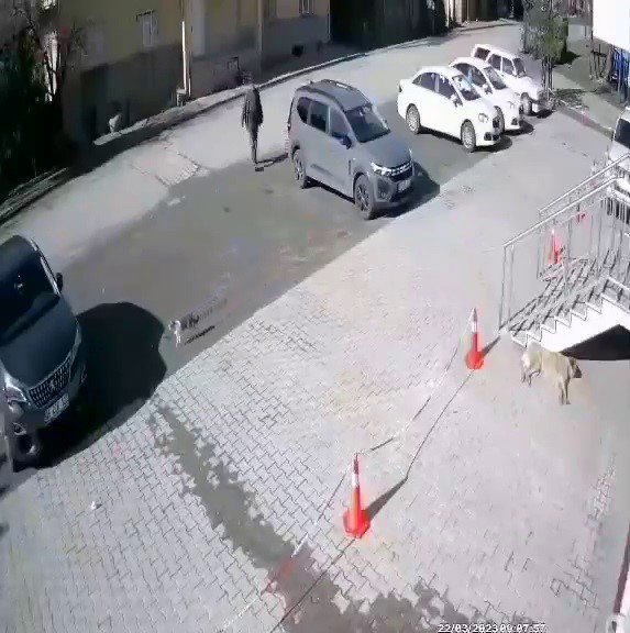 Uyuyan köpeğe taşlı saldırı!