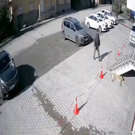 Uyuyan köpeğe taşlı saldırı!