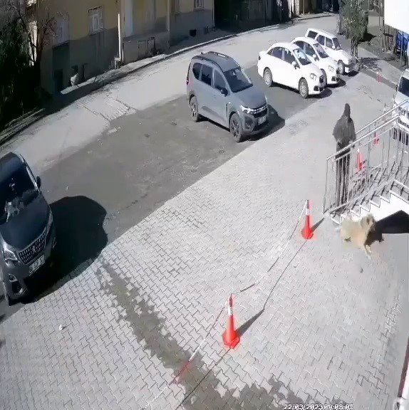 Uyuyan köpeğe taşlı saldırı!