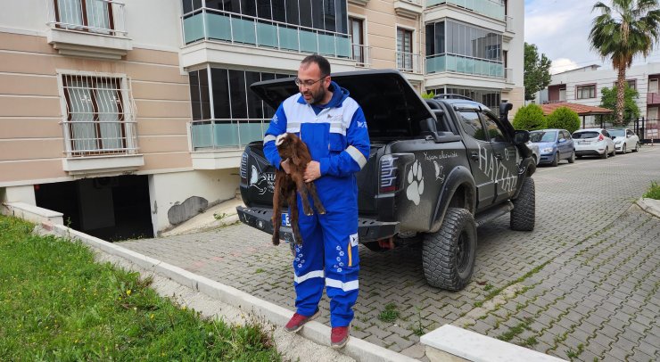 Enkazdan çıkarılan keçi doğum yaptı, oğlağa onun adını verdiler