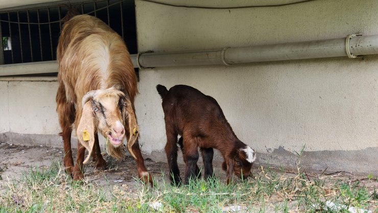 Enkazdan çıkarılan keçi doğum yaptı, oğlağa onun adını verdiler