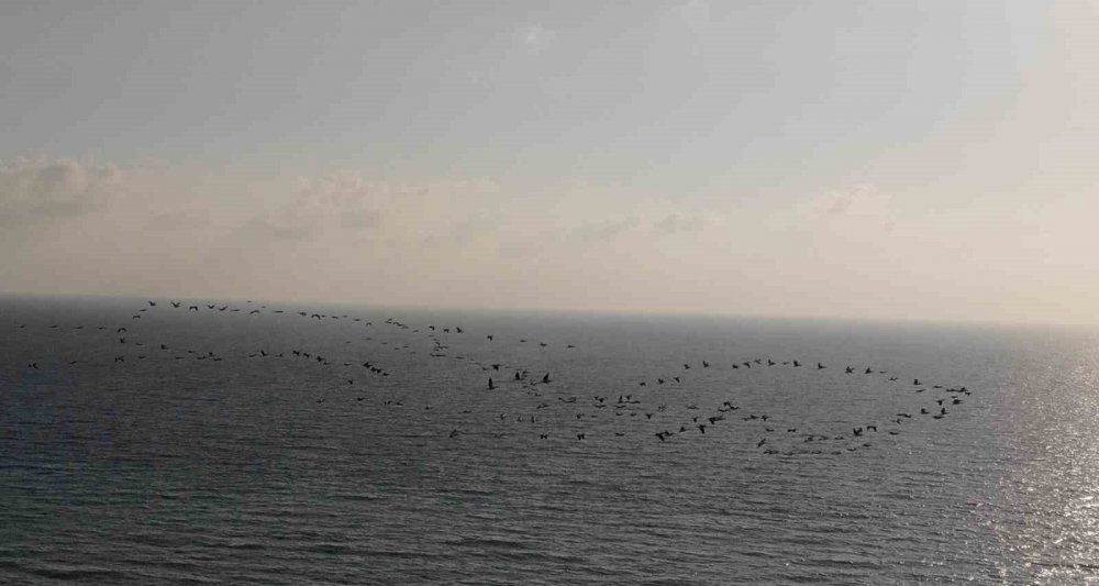Depremin vurduğu Hatay’da göç eden turnalardan görsel şölen