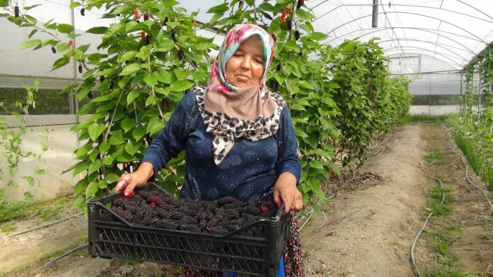 Mersin’de karadut hasadı: Kilosu 50 liradan ihraç ediliyor