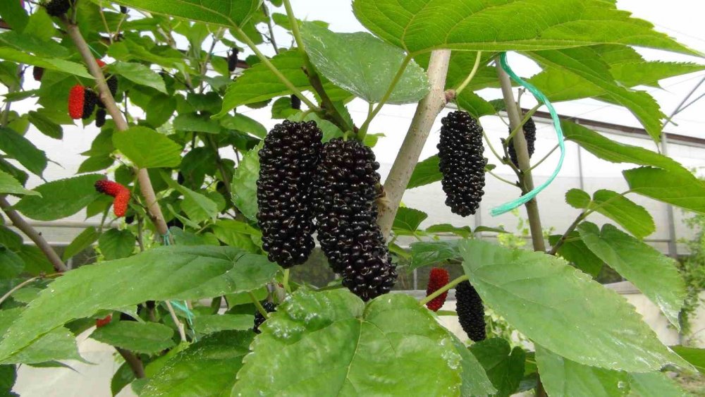 Mersin’de karadut hasadı: Kilosu 50 liradan ihraç ediliyor