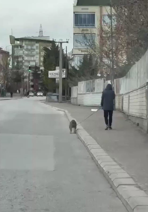 Konya'da köpeklerinin çalındığını şikayet eden şahıs 66 bin 798 lira ceza yedi! Sebebi ise...