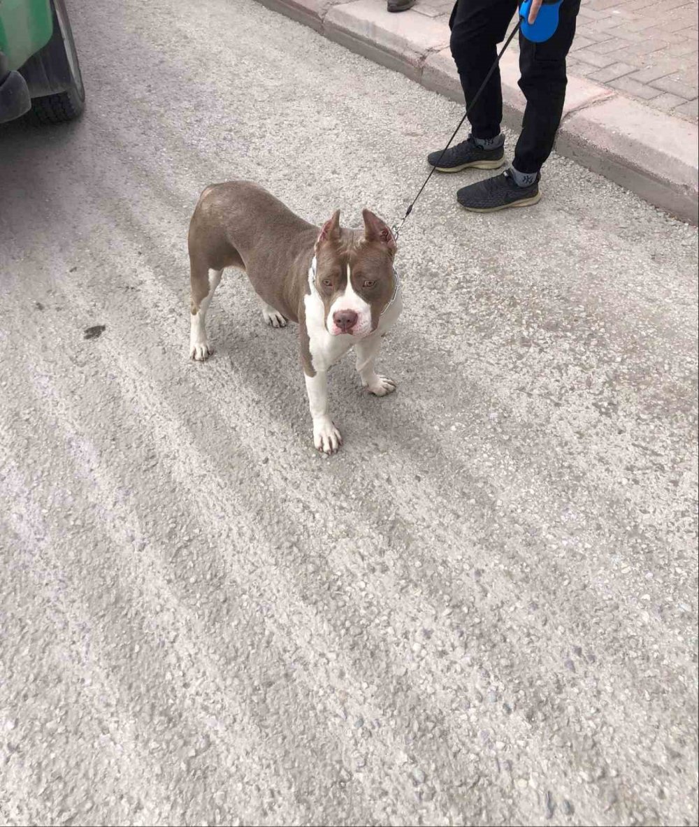 Konya'da köpeklerinin çalındığını şikayet eden şahıs 66 bin 798 lira ceza yedi! Sebebi ise...