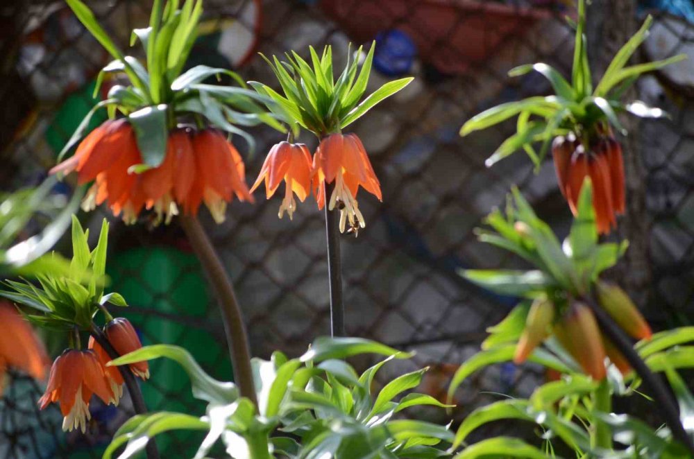 Şırnak’ta ’ters laleler’ kartpostallık görüntü oluşturdu