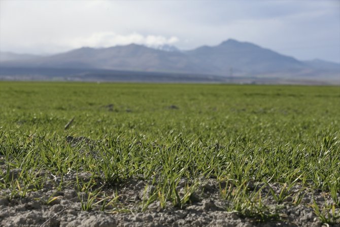 Hububatta kuraklıktan kaynaklı rekolte kaybını ekim alanıyla kapatılacak