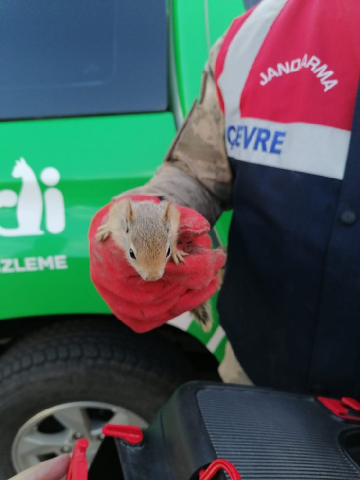 Jandarma, yolcu otobüsü bagajında 15 yavru sincap buldu