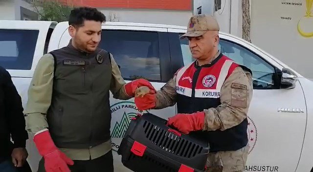 Jandarma, yolcu otobüsü bagajında 15 yavru sincap buldu