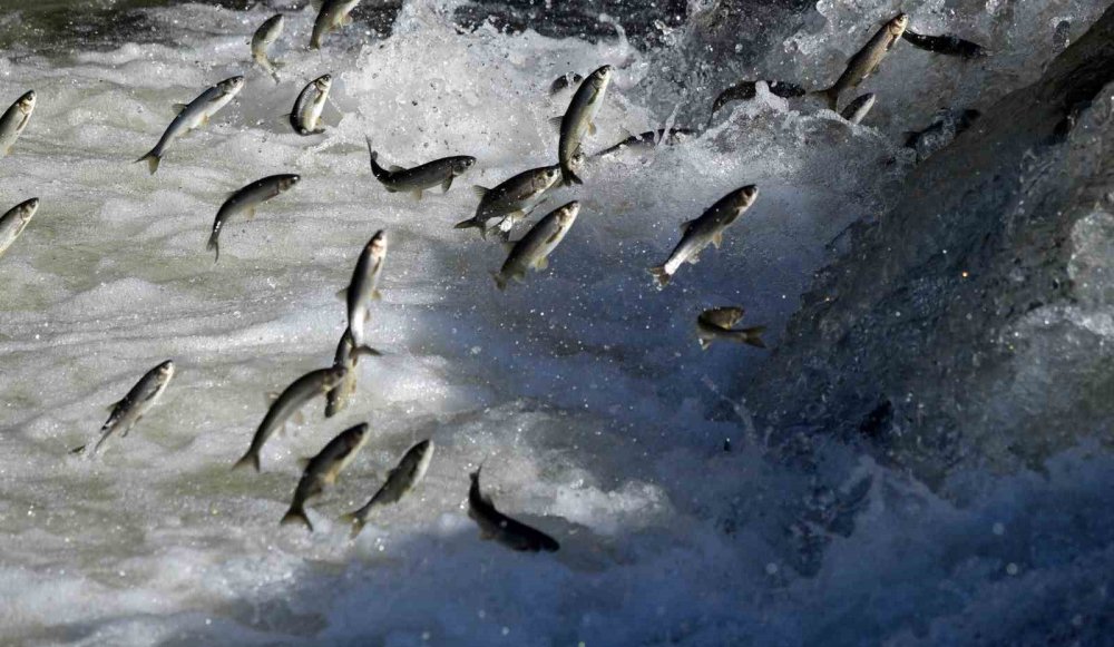 Balık yasağı başladı