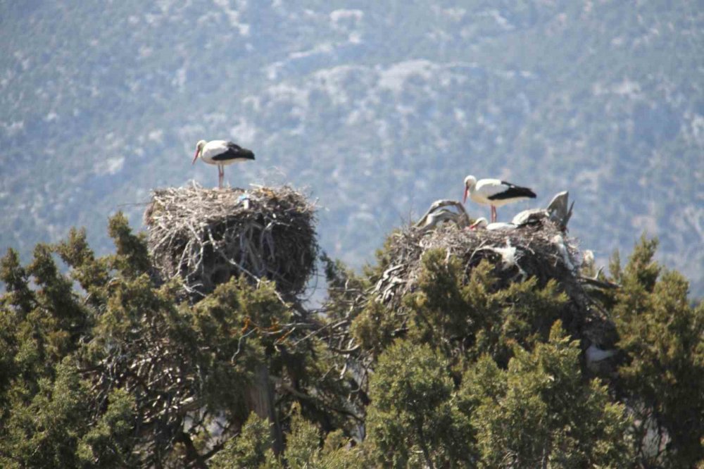 Türkiye'nin en büyük leylek kolonilerinden birisine sahip olan Konya'da beklenen misafirler geldi