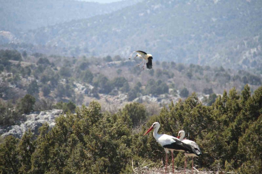 Türkiye'nin en büyük leylek kolonilerinden birisine sahip olan Konya'da beklenen misafirler geldi