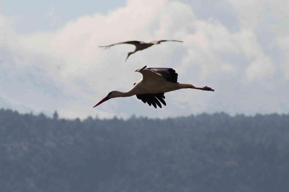 Türkiye'nin en büyük leylek kolonilerinden birisine sahip olan Konya'da beklenen misafirler geldi